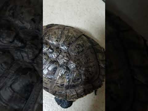 亀の脱皮 びっくり❗‼一気に剥がれました。爬虫類 脱皮 Breaking of a turtle. the shedding of the skin of its skin #shorts