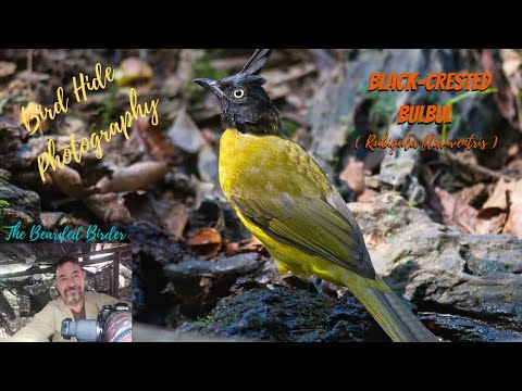 Bulbul čiernochochlatý (Rubigula flaviventris) — video o speve a chove