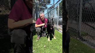 Video preview image #1 German Shepherd Dog Puppy For Sale in Pasadena, CA, USA