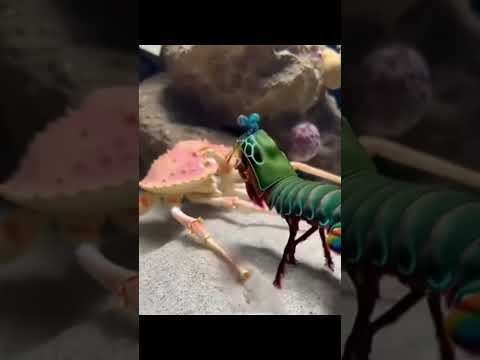 Esse vídeo deveria estar no portal peixarias