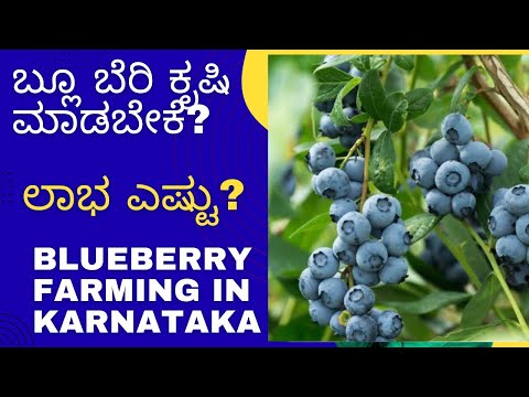 Bharat Berries video 3