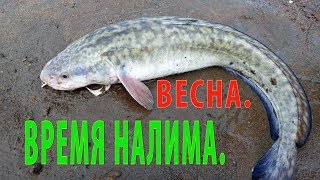 Сроки ловли налима в саратовской области