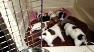 Jack Russell Terrier, Puppies, For, Sale, In, Dallas, Texas, TX, Houston, Corpus Christi, Arlington