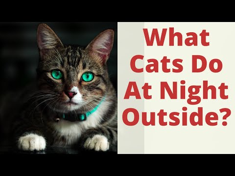 What Cats Do At Night Outside And Where Is Your Cat Roaming At Night? Cat night time patterns.