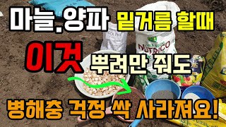 마늘.양파 밑거름할때 농약말고 이것 뿌려만 주면 각종 병해충 걱정 없이 굵은 마늘 수확합니다 마늘심는시기