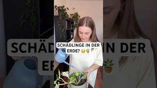 🪴 Trauermücken loswerden: Nematoden richtig anwenden & Schädlinge im Boden bekämpfen!