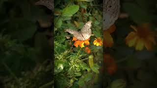 Download lagu නිවන් දකින්න කාලය පැමිණ ඇත. #motivation #love #quotes mp3