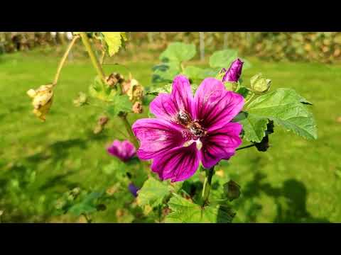 Slow Motion Xiaomi mix 2s _ DJI Osmo Mobile 2