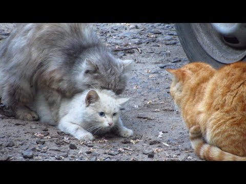 Cats mating - Group cats mating on the street