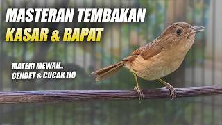 Download lagu MASTERAN BURUNG FLAMBOYAN GACOR NEMBAK NYERECET BESETAN NGEBREN RAPAT KASAR PANJANG SUARA JERNIH mp3 Download lagu MASTERAN BURUNG FLAMBOYAN GACOR NEMBAK NYERECET BESETAN NGEBREN RAPAT KASAR PANJANG SUARA JERNIH mp3