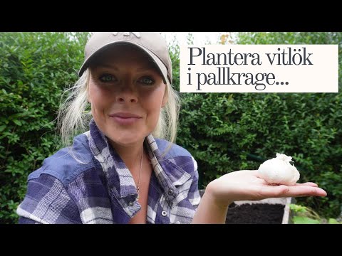 Plantera Vitlök i Pallkrage!