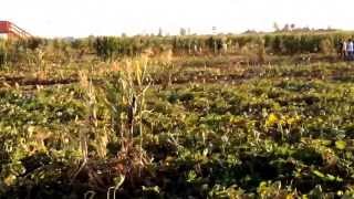preview picture of video 'Cool Patch Pumpkins World's Largest Corn Maze Dixon California Hay Ride 10-19-13'