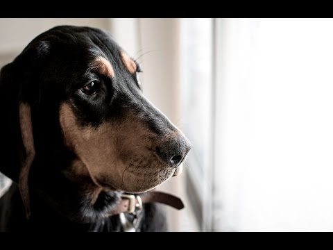 Surprising My Wife With a Bloodhound Puppy!!!