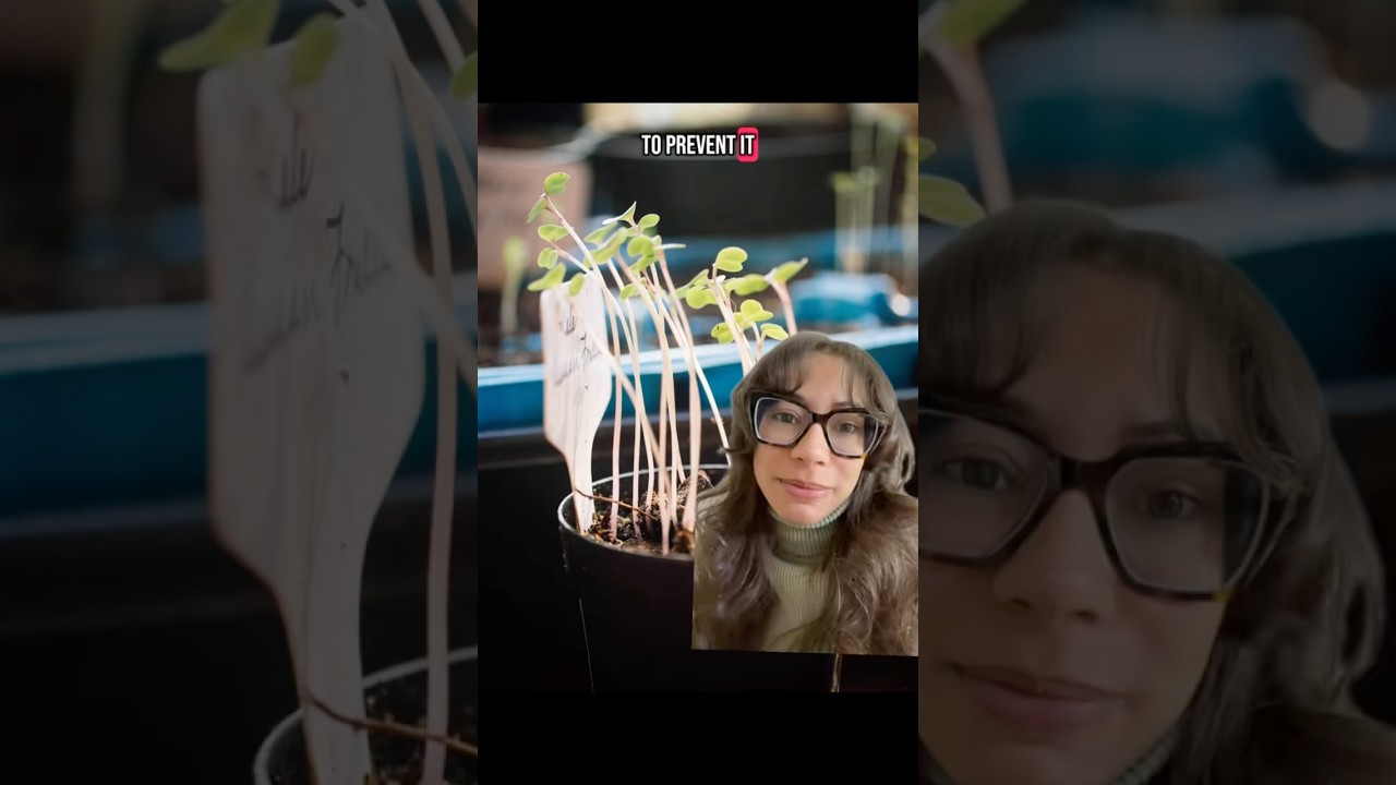 How to prevent leggy seedlings when seed starting indoors #garden #gardening #seedstarting