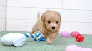 ハーフ犬の動画01