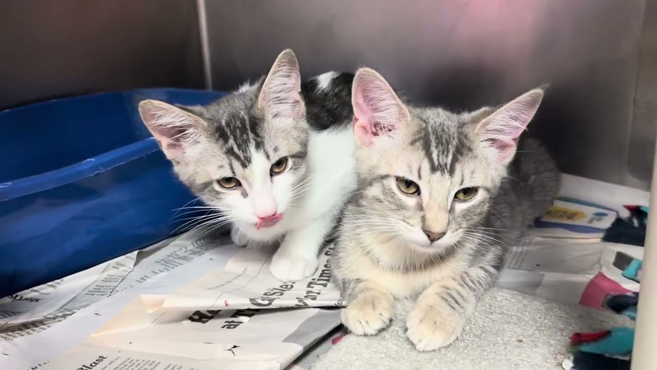 H Crew, a ADOPTABLE Domestic Short Hair in Clifton, NJ video 4/4