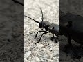 Endangered bugs