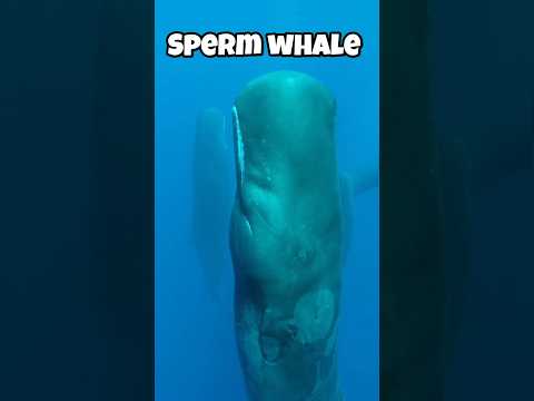 HOW ANIMALS ACTUALLY SLEEP #animals #shorts #shortvideo