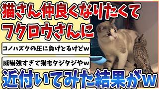 【2ch動物スレ】猫さん、どうしても仲良くなりたかった【フクロウ】に近付いた結果まさかのことにｗｗｗ