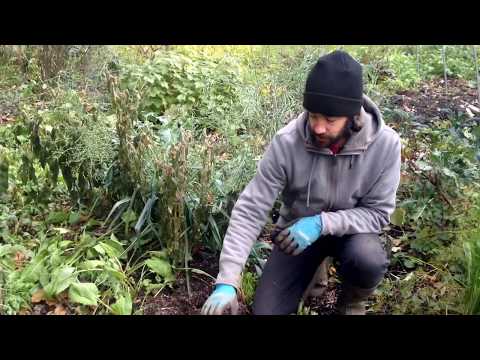 Polyculture and Succession - Farming with other species