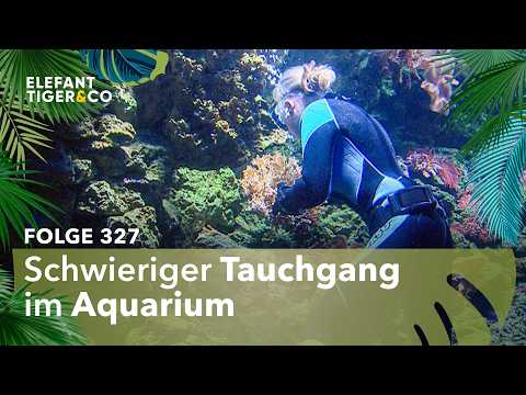Riskanter Tauchgang (Folge 327) | Elefant, Tiger & Co. | MDR
