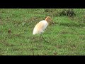 Cattle Egret Bubulcus Ibis