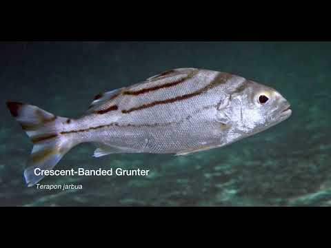 5 Silvery B - scuba diving video