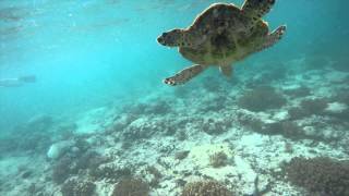 preview picture of video 'Turtle at Gili Air, Indonesia'