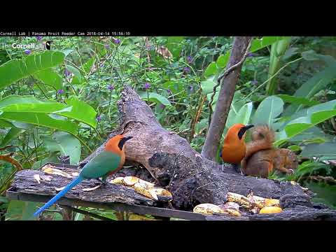 Video 2018 04 14 155535 Squirrel doesn't budge edit