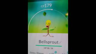 Pokémon GO flor dansarina