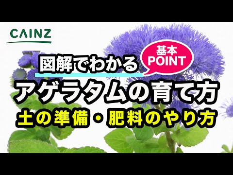 園芸 クズウコン、ヤマネ、祈りの植物