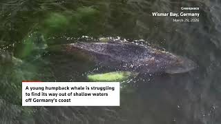 Humpback whale Timmy struggles to escape shallow waters