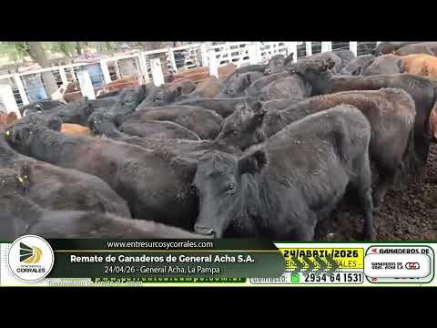 24-04-26 - Remate de Ganaderos de General Acha - La Pampa