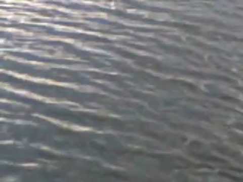 Pescuit in Mures la Hanul Pescarilor.mp4