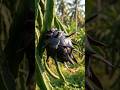 Cutting Fresh Fruit Black Dragon Fruit Ai Asmr Satisfying Ai Asmr Aiart Satisfying Shorts