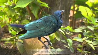 Birdlife Africa - bird tours in The Gambia