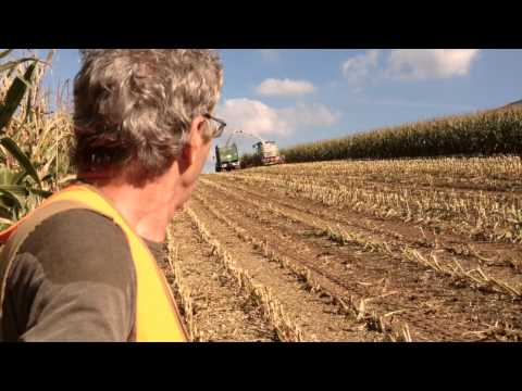 Jagd im Thal - auch das gehört dazu: "Wildschweinjagd während Maisernte"