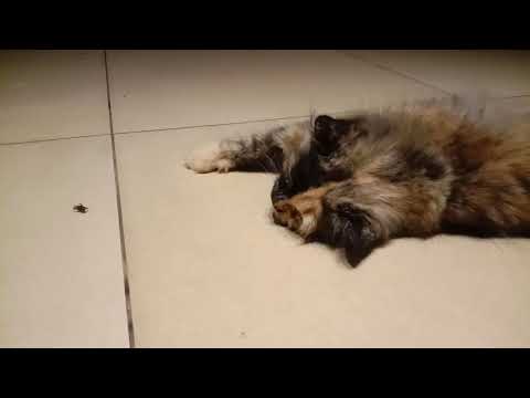 Cat fun time....our cutiepie Happy