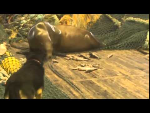 Angry sea lion got in fishing nets