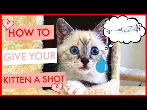 How To Give A Kitten A Vaccine Shot