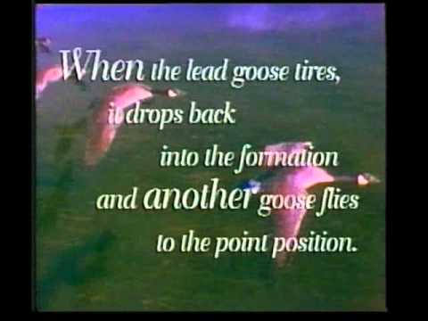 Lessons From Geese