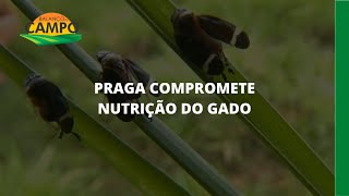 Miniatura do vídeo