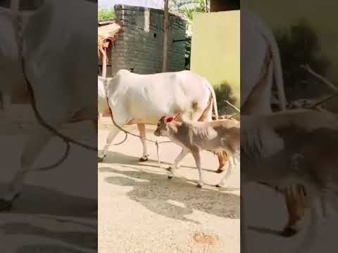 #cwo #trending  #shortvideo  #viral @maseeha738