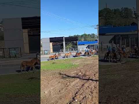 Comemoração do dia do tropeiro em Palmeira PR  01/08