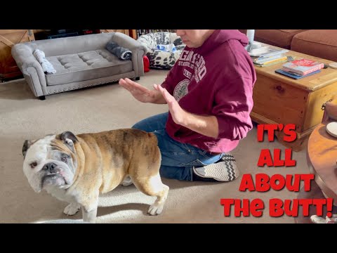 Reuben the Bulldog: Behind the Behind