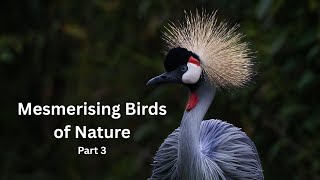 Mesmerising Birds of Nature   Part 3