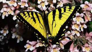 Pularkala sundhara swapnathil njan oru (Oru May masapulariyil).mp4