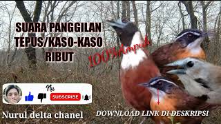 Download lagu suara pikat burung Tepus/kaso-kaso ribut mp3