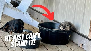 Poor Goose!