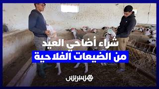 هرباً من "فوضى الأسواق".. مغاربة يفضلون شراء أضاحي العيد من الضيعات الفلاحية مباشرة. thumbnail
